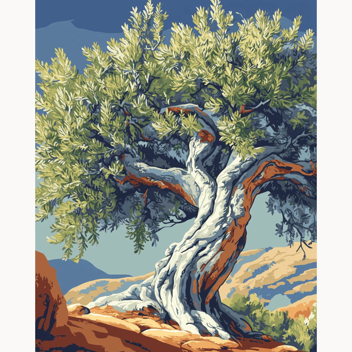 Ancient Twisted Olive Tree - Image 2